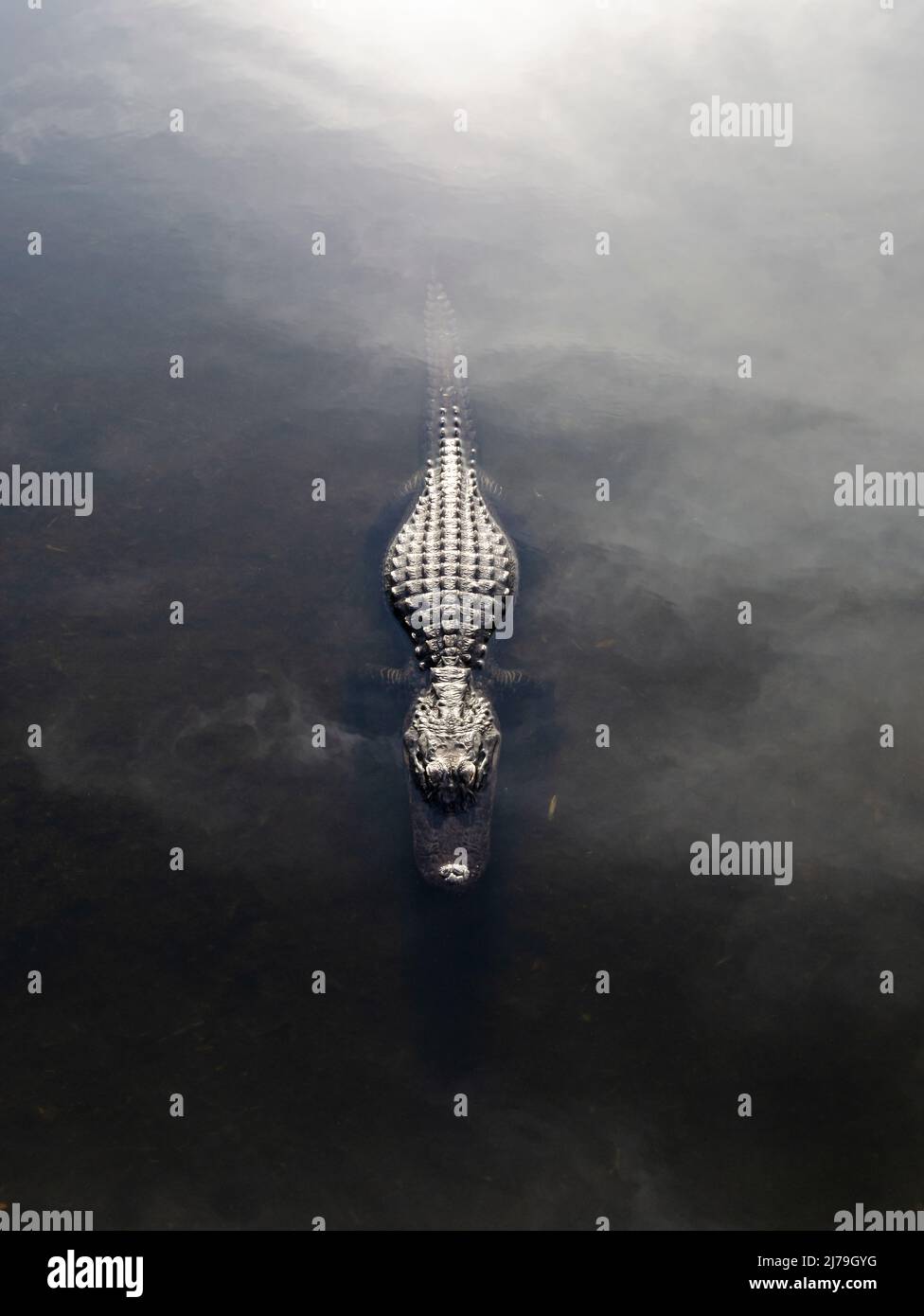 American alligator (Alligator mississippiensis). Everglades National Park, Florida, USA. Stock Photo