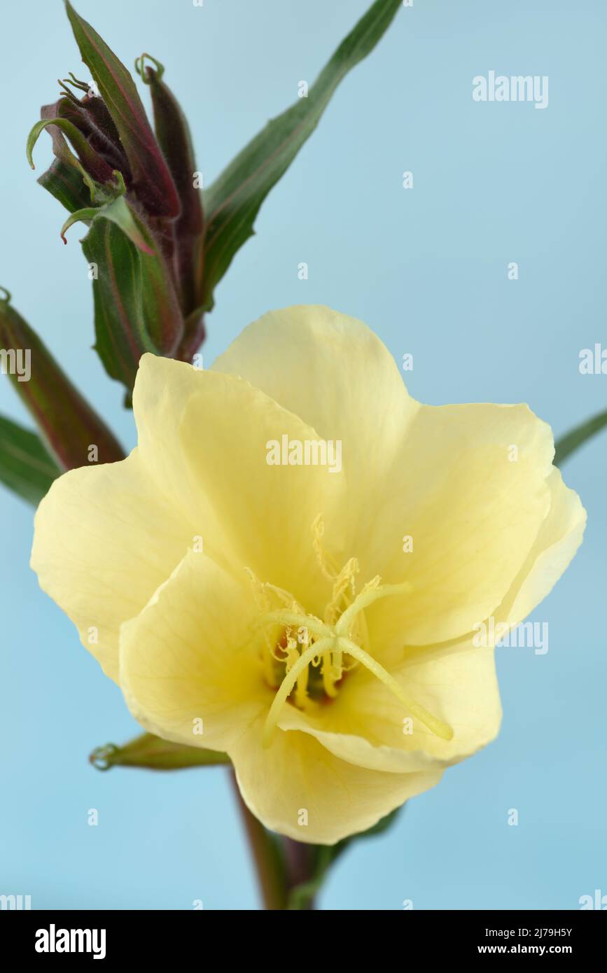 Oenothera stricta  'Sulphurea'  Evening primrose Stock Photo