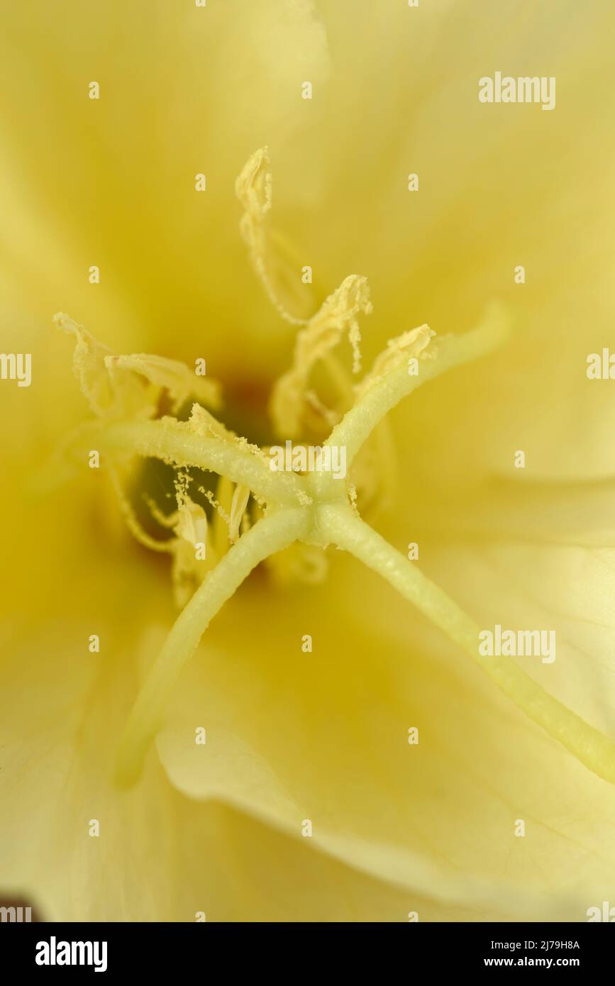 Oenothera stricta  'Sulphurea'  Evening primrose Stock Photo