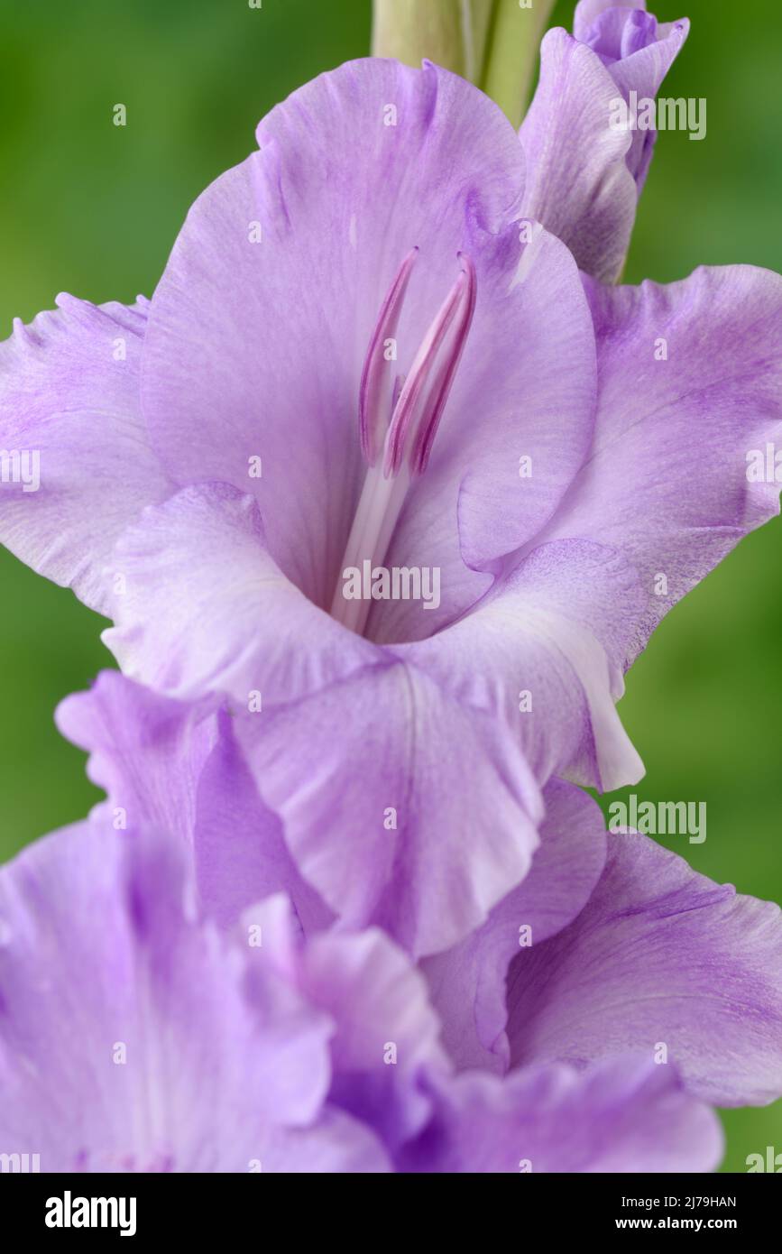 Gladiolus2 Stock Photo