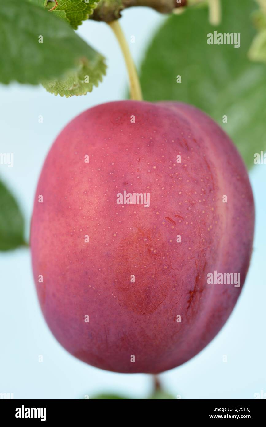 Plum Stock Photo