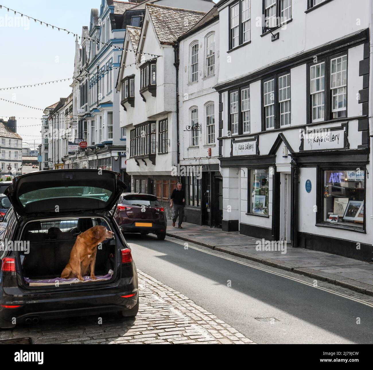 Plymouth has recently been announced as the second safest place in the country for dogs according to Tails.com. A happy dog seen here in Southside Str Stock Photo