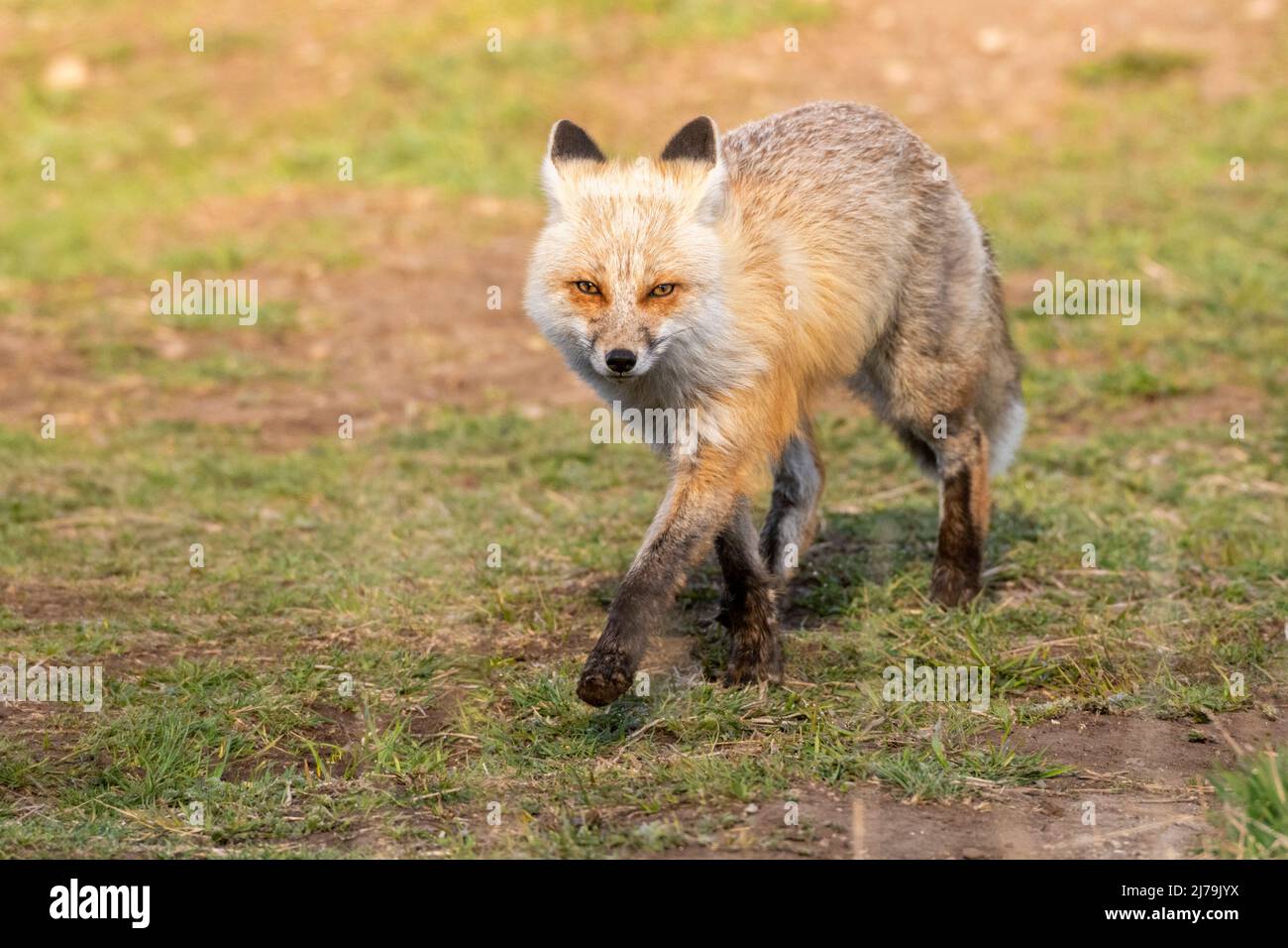 Red Fox (Vulpes vulpes). Spring in Yellowstone National Park, Wyoming. Stock Photo