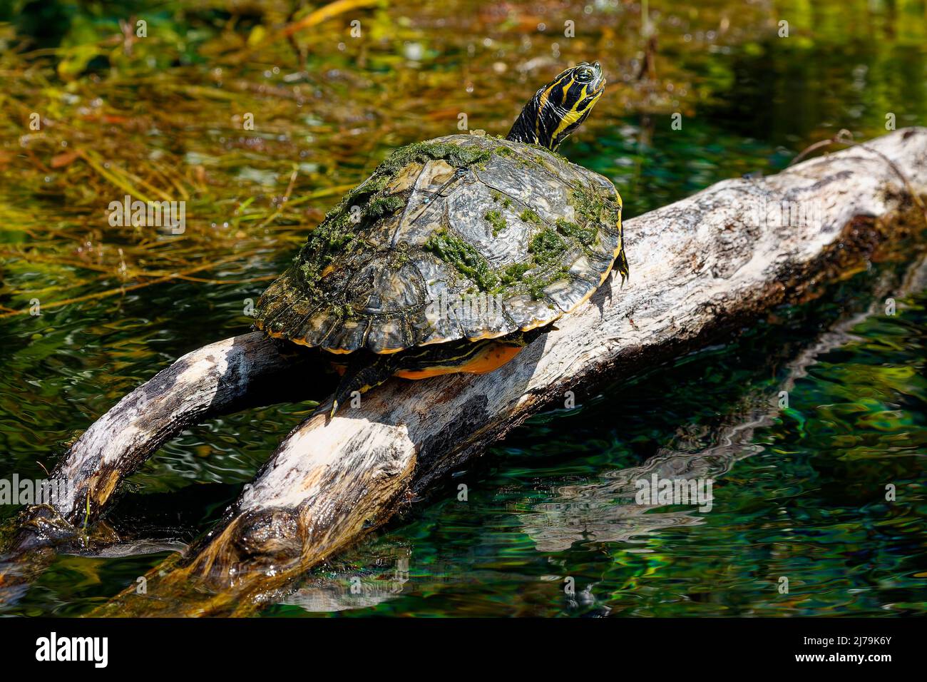 Suwanee cooter turtle on fallen log, rear view, vegetation on carapace ...