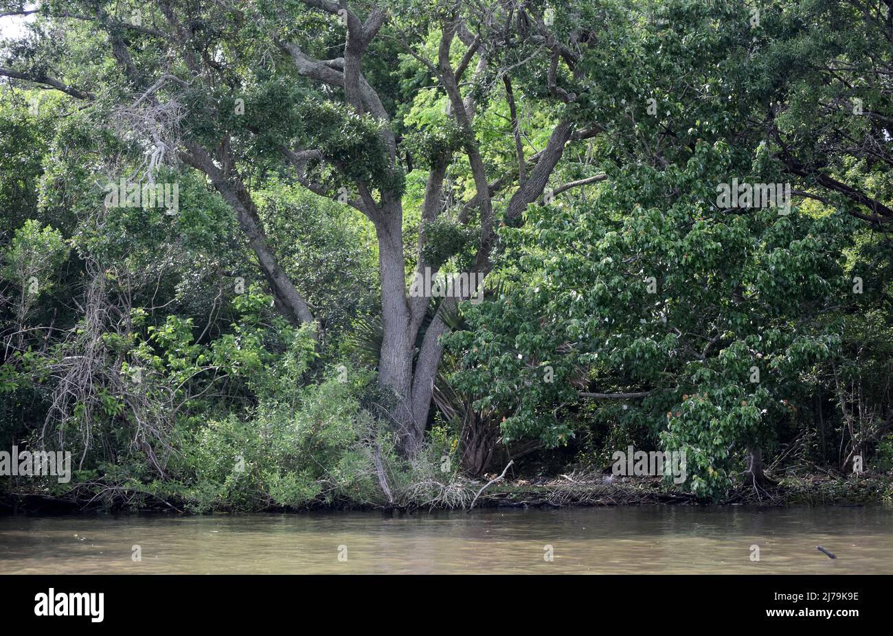 Thick scrub and trees along the river banks Stock Photo Alamy