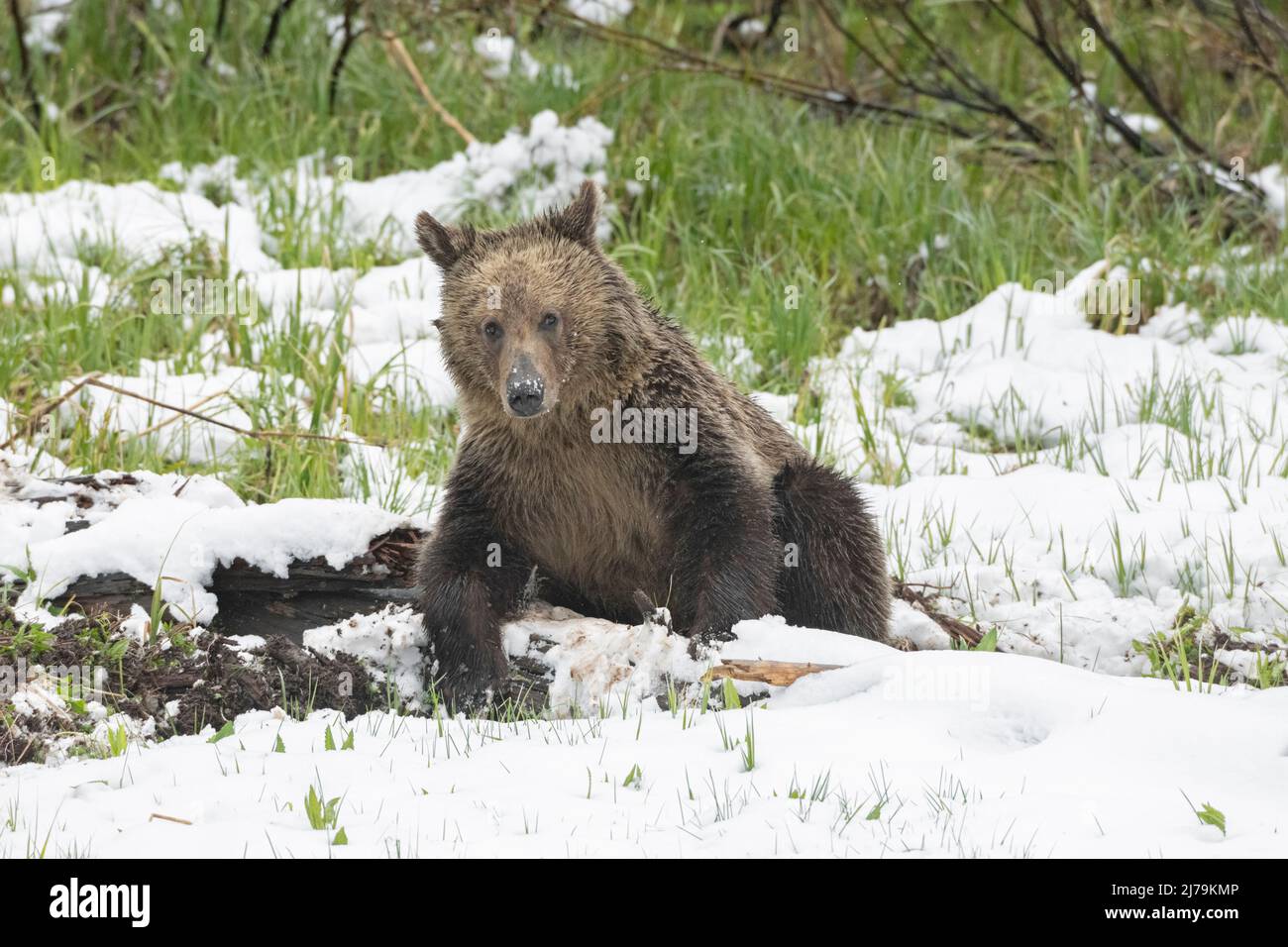 Grizzly Bear (Ursus arctos horribilis) in Yellowstone National Park, Wyoming, USA. Stock Photo