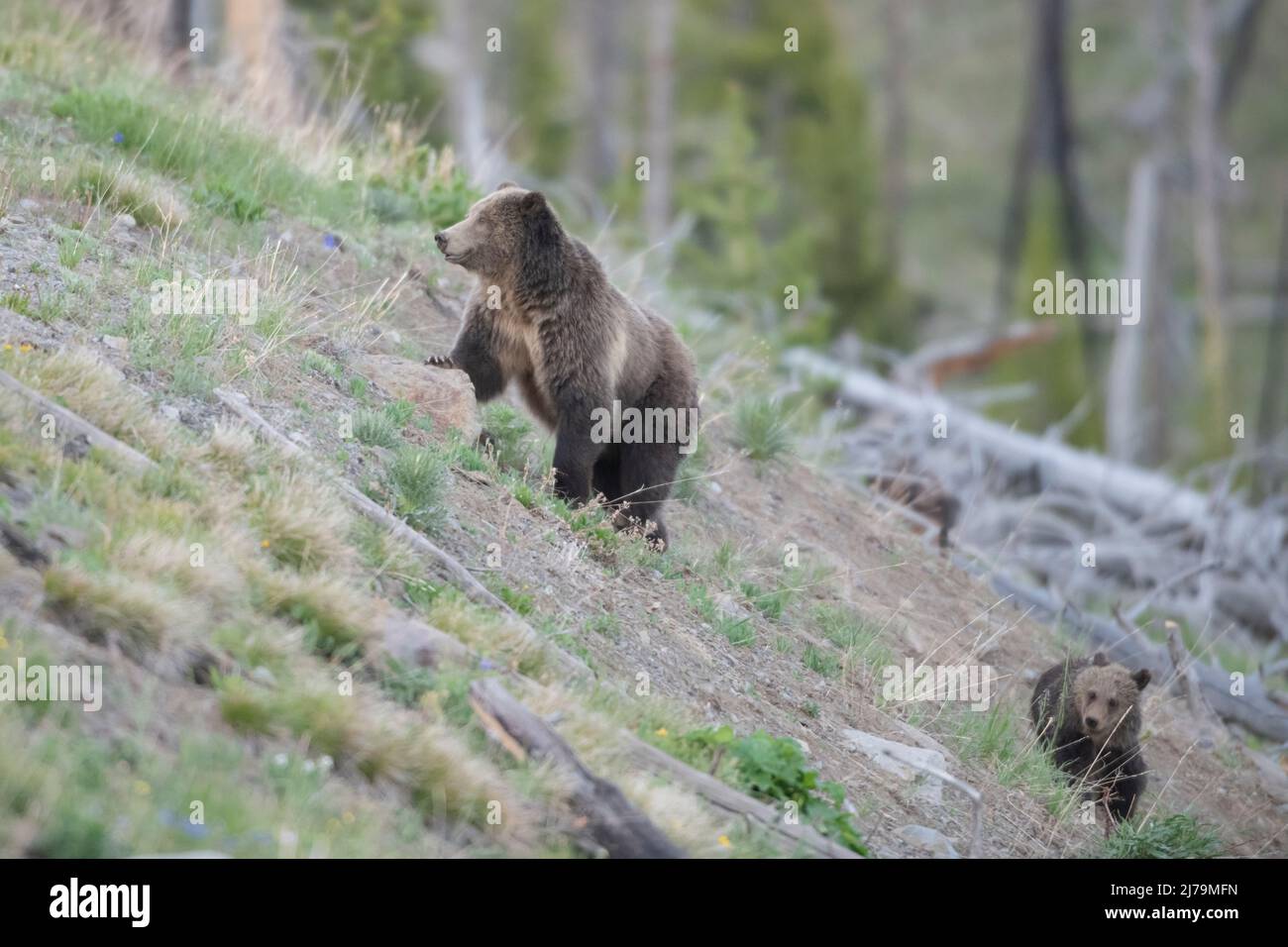 Grizzly Bear (Ursus arctos horribilis). Yellowstone National Park, Wyoming, USA. Stock Photo