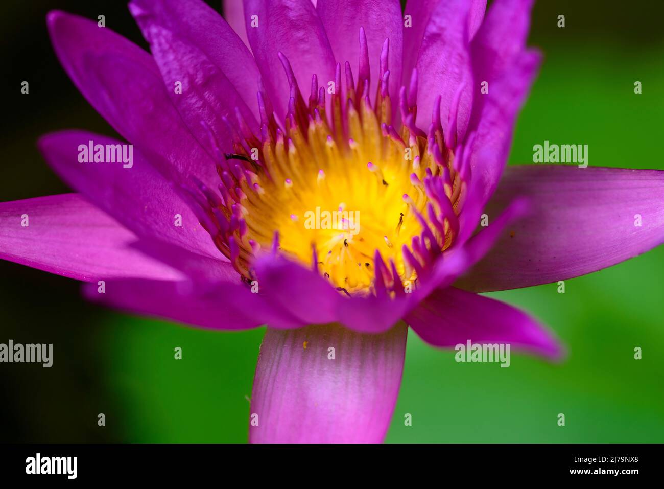 Purple water lily flower in bloom macro closeup Stock Photo