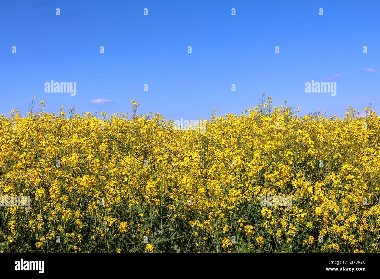 Yellow canola field with blue clear sky captured in spring in the agricultural area near St-Prex, Switzerland. The composition and hues are matching t Stock Photo