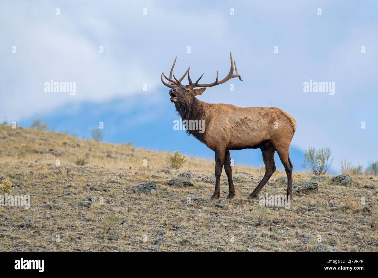 Bull Elk (Cervus canadensis). October in Yellowstone National Park, Wyoming, USA. Stock Photo