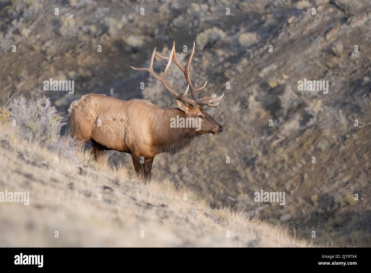Bull Elk (Cervus canadensis). October in Yellowstone National Park, Wyoming, USA. Stock Photo
