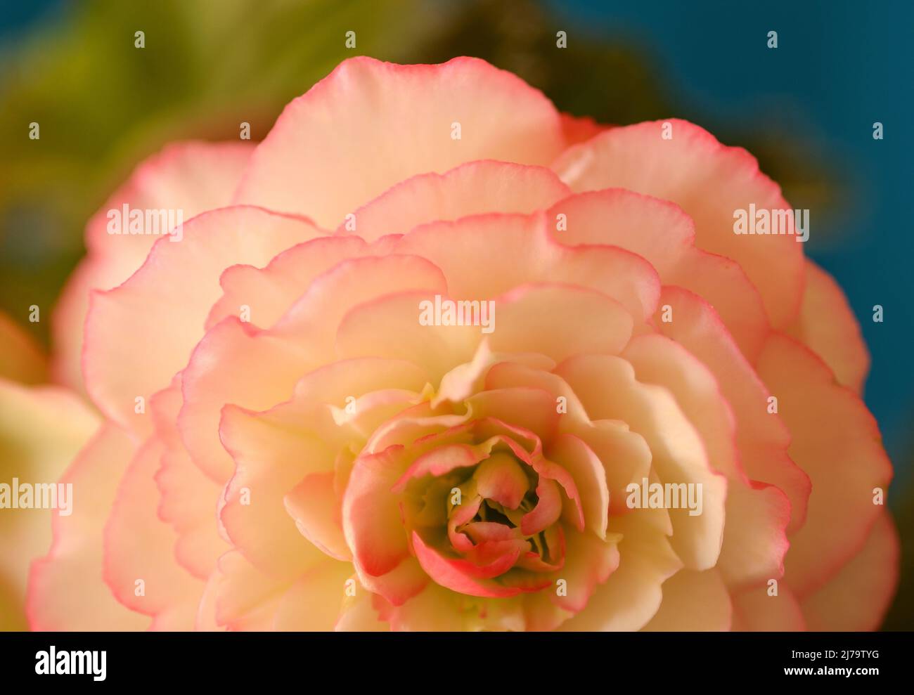 Pink and white Rose Picotee Begonia with yellow center on blue and green background Stock Photo