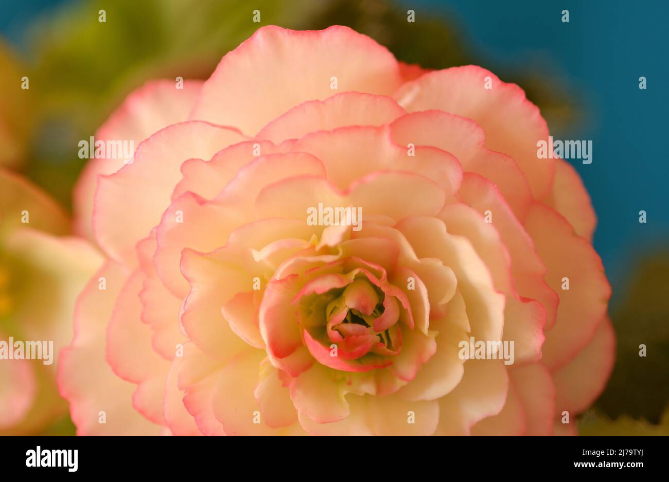 Pink and white Rose Picotee Begonia with yellow center on blue and green background Stock Photo