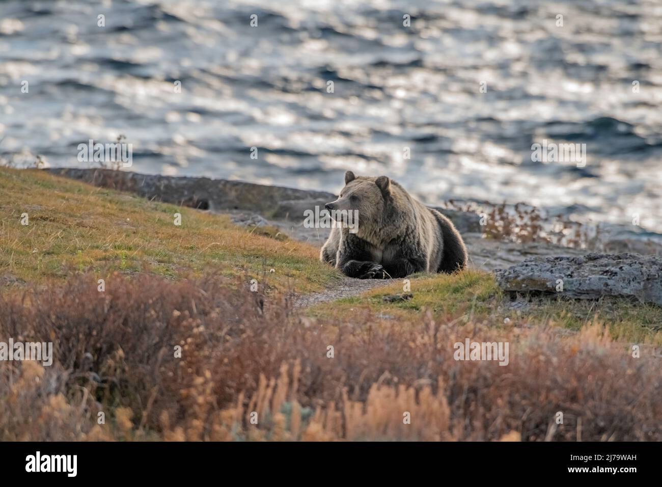 Grizzly Bear (Ursus arctos horribilis) in Yellowstone National Park, Wyoming, USA. Stock Photo