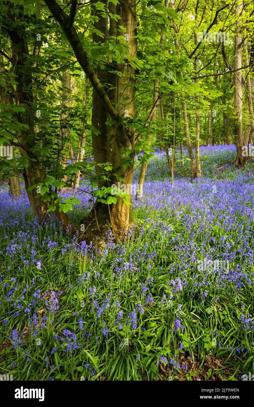 Spring Bluebells in Oxhill Wood, Cotswolds, England Stock Photo