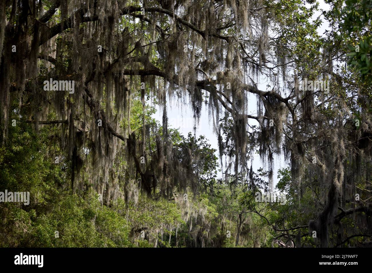 Spanish moss dripping from trees in the Louisiana bayou Stock Photo Alamy