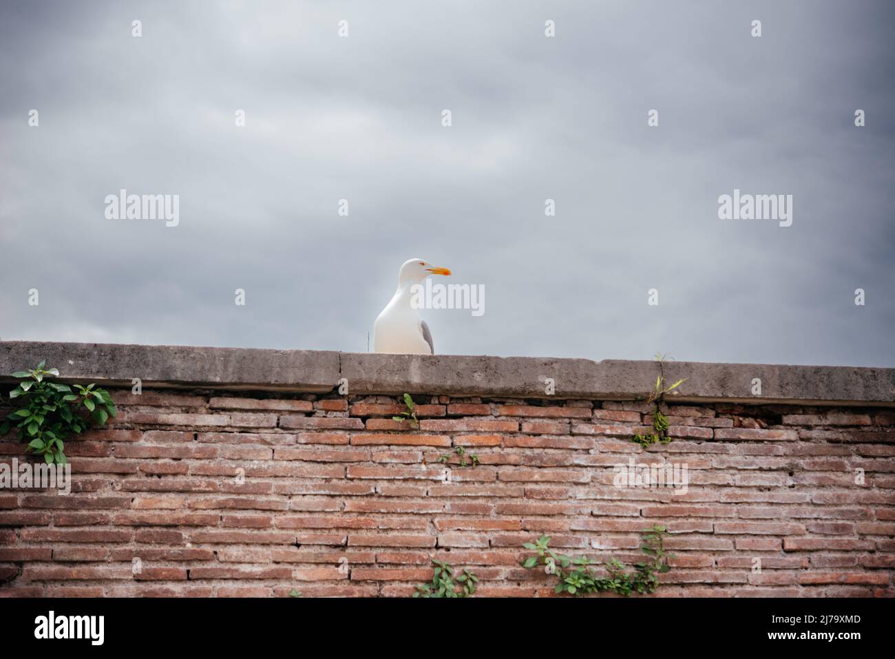 Seagulls sitting on an old brick wall in Rome Stock Photo