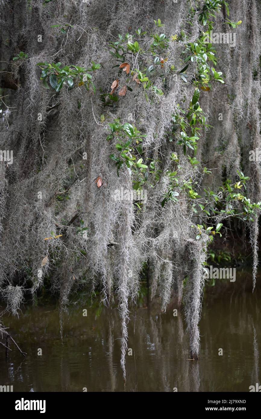 Lots of clumps of Spanish moss hanging from trees Stock Photo Alamy