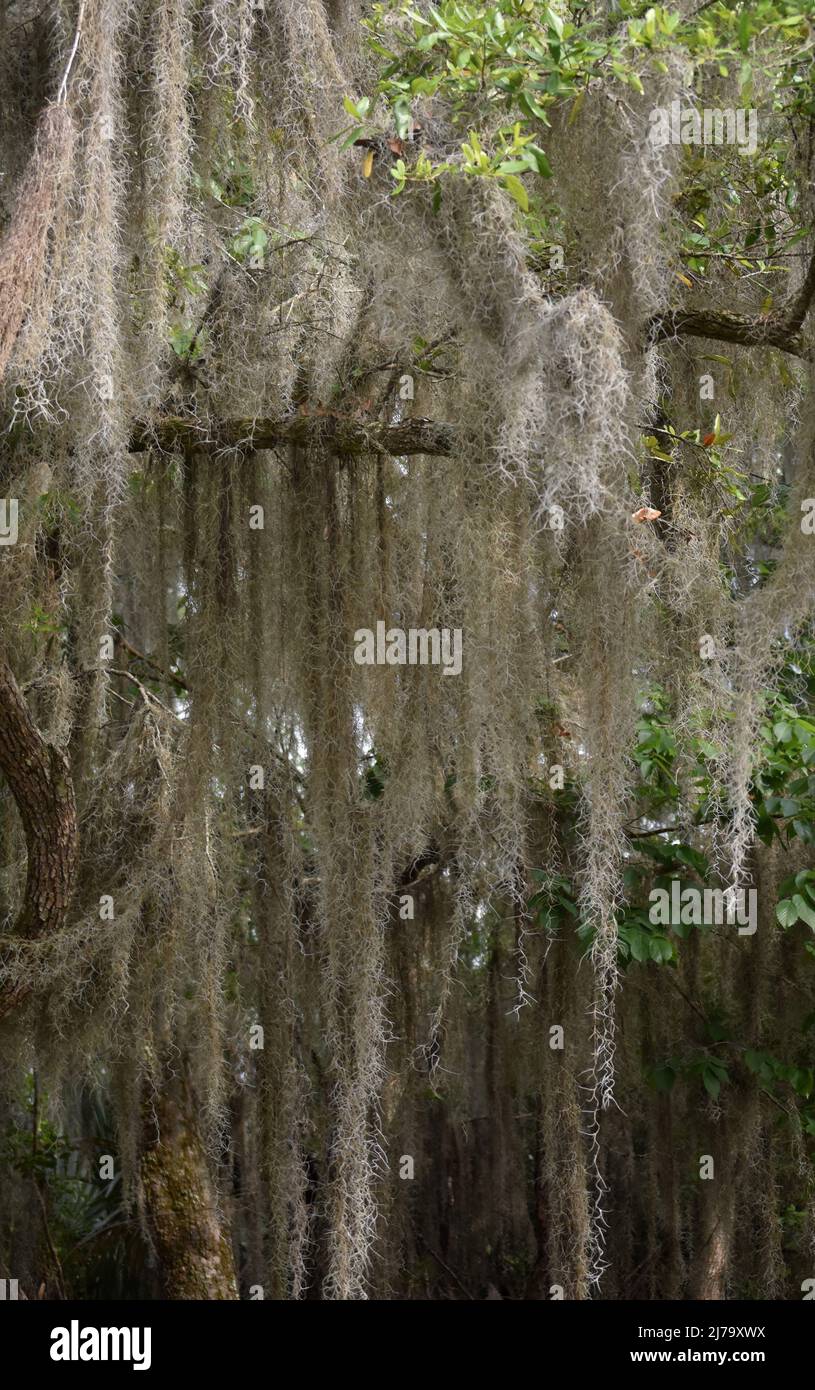 Long draping spanish moss hi-res stock photography and images - Alamy