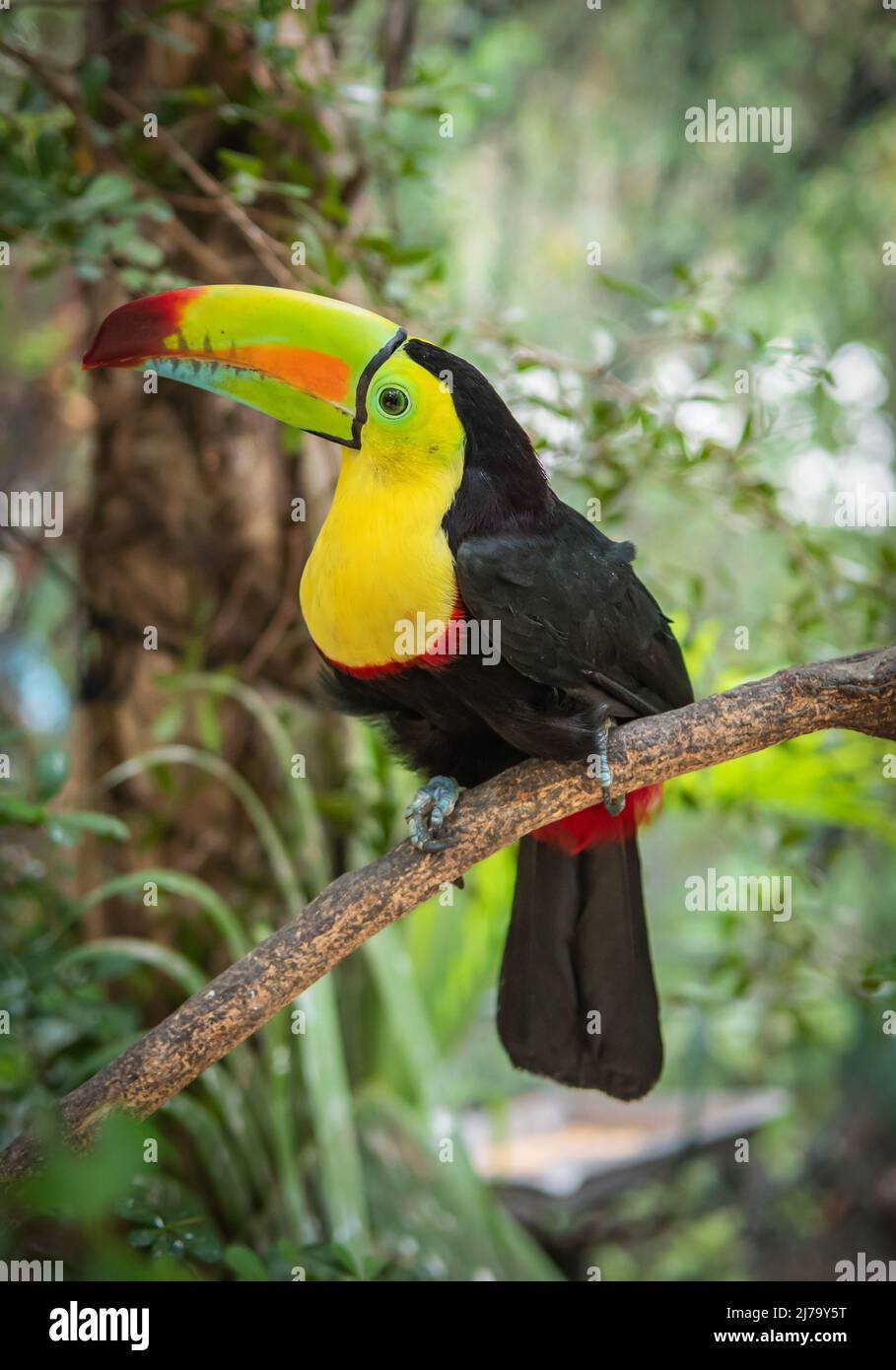 Keel-billed Toucan in Colombia. Stock Photo