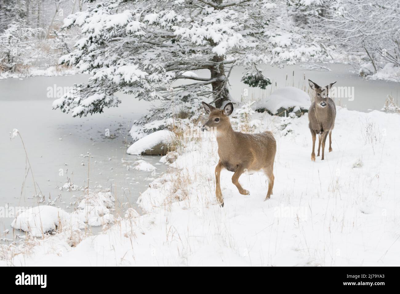 White-tailed Deer (Odocoileus virginianus). Acadia National Park, Maine, USA. Stock Photo