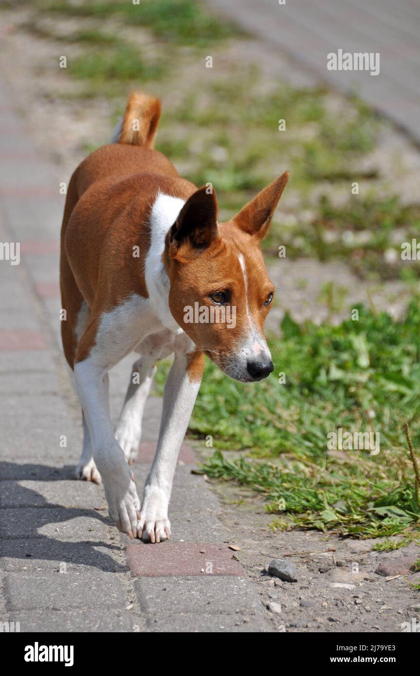 Red Basenji dog running along the road in the yard Stock Photo