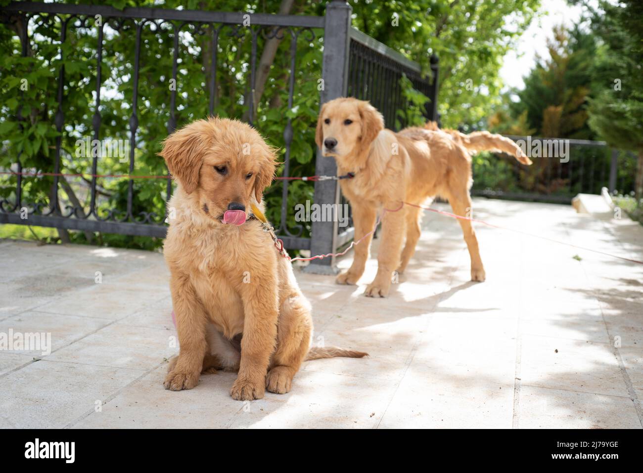 Golden retriever face hires stock photography and images Alamy