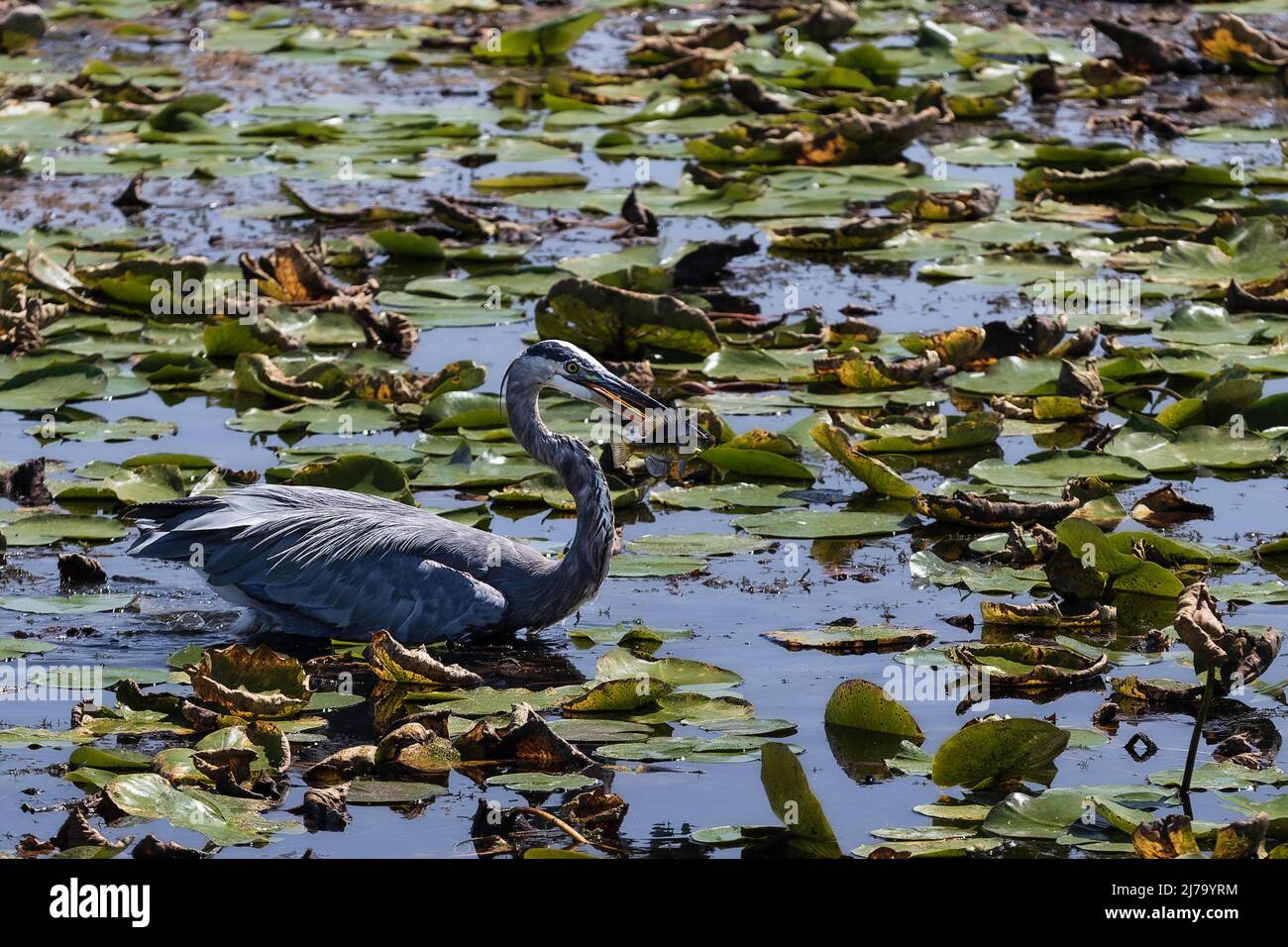 A Great Blue Heron deftly catches a Bluegill for dinner on the lily pad