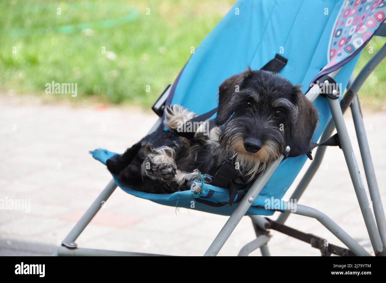 Small covered carriage hi-res stock photography and images - Alamy