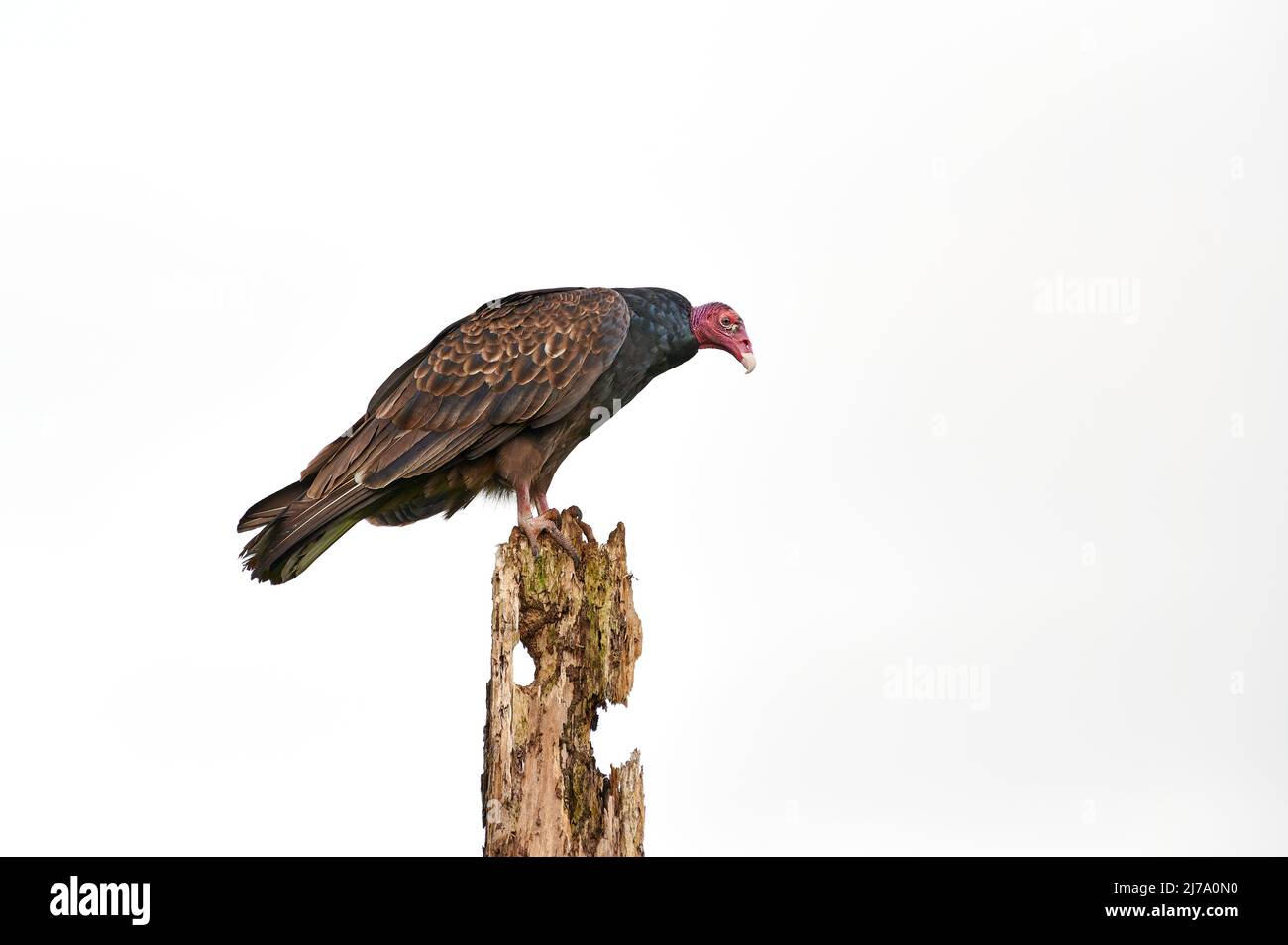 turkey vulture (Cathartes aura), Maquenque Eco Lodge, Costa Rica, Central America Stock Photo