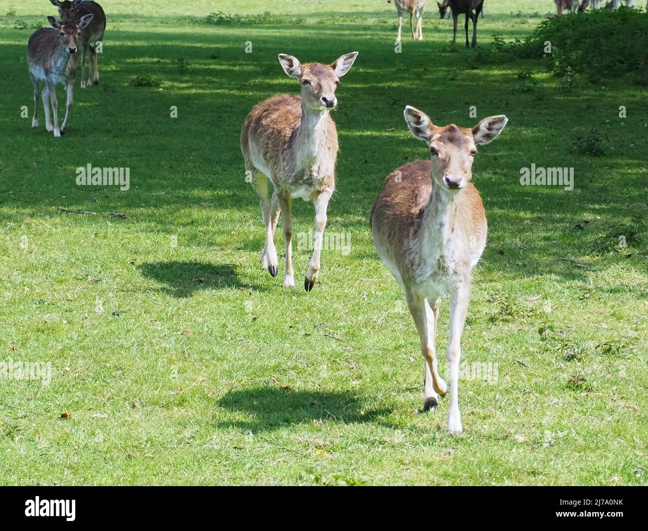 Roe deer group hi-res stock photography and images - Alamy