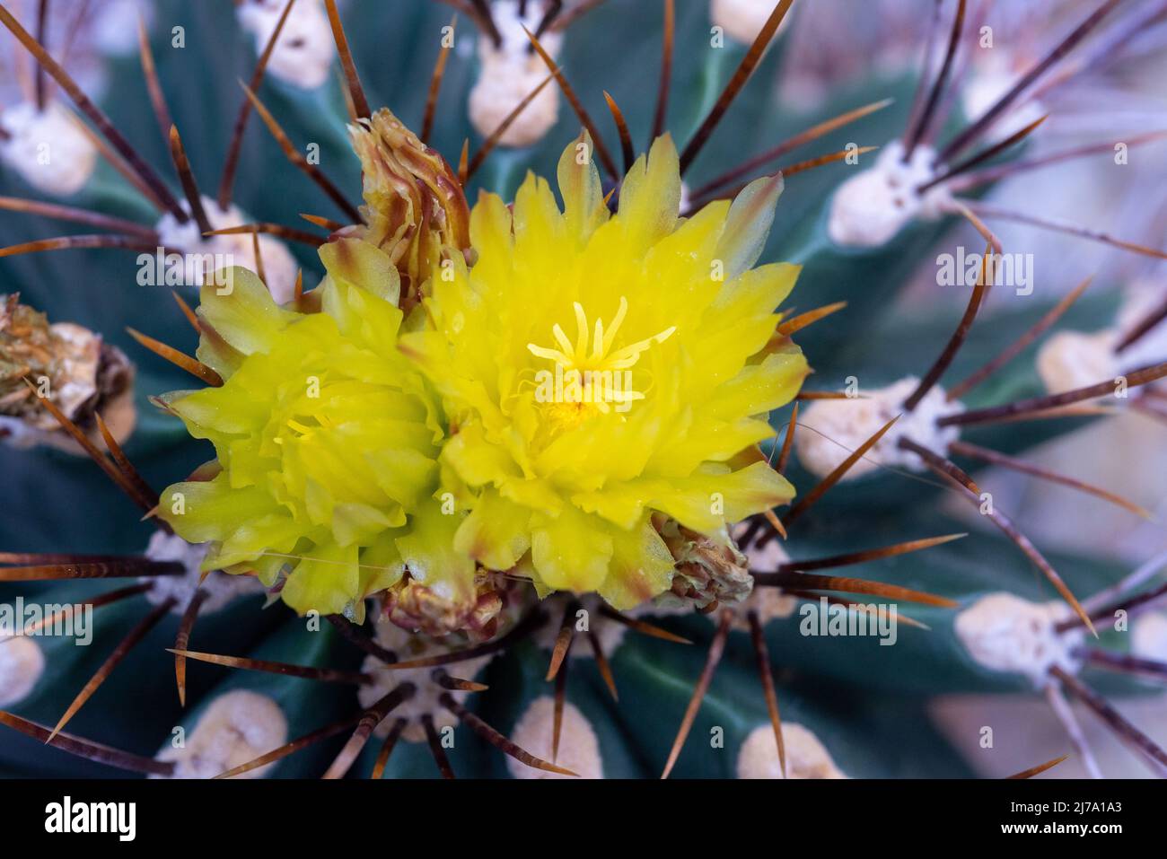 Blüten eines aus Mexiko stammenden Fero-Kaktus. - Bloom of a Ferocactus from Mexiko Stock Photo