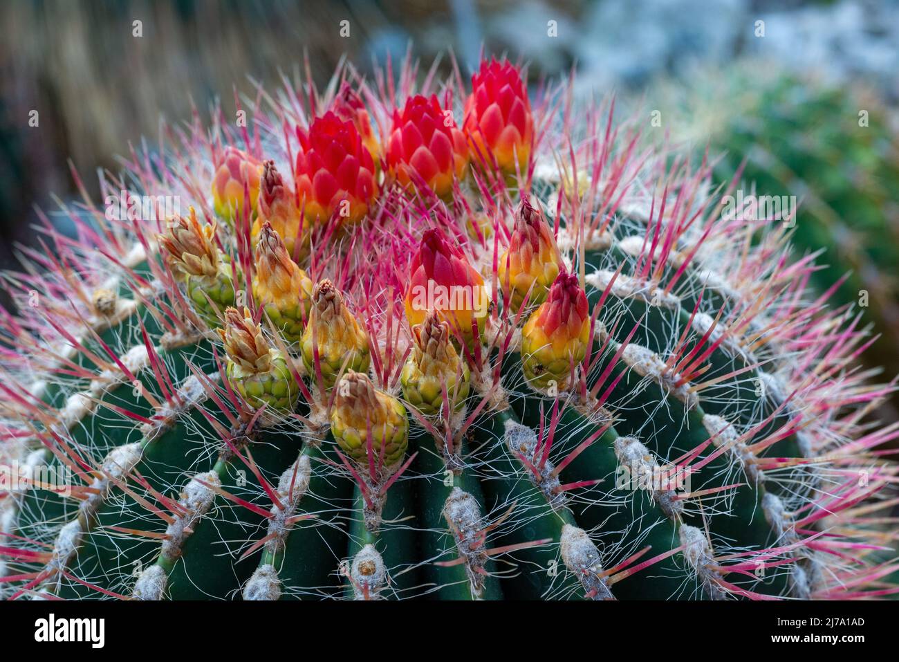 Blüten eines aus Mexiko stammenden Fero-Kaktus. - Bloom of a Ferocactus from Mexiko Stock Photo