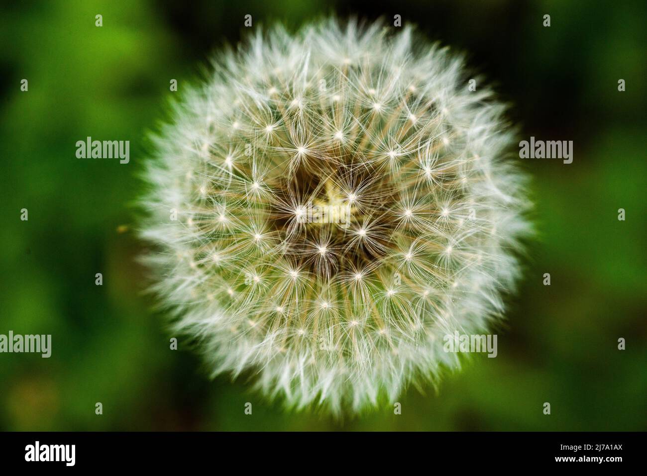 Pusteblume (Löwenzahn) auf einer Blumenwiese - a dandelion blowball on a lawn Stock Photo