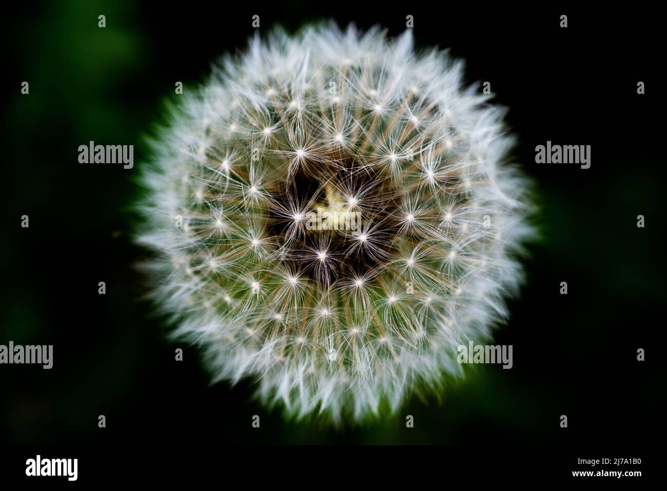 Pusteblume (Löwenzahn) auf einer Blumenwiese - a dandelion blowball on a lawn Stock Photo