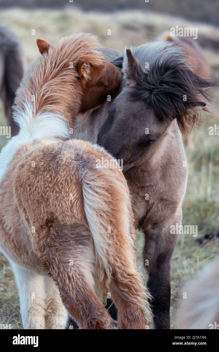 Icelandic horses playing and biting each other, vertical composition Stock Photo