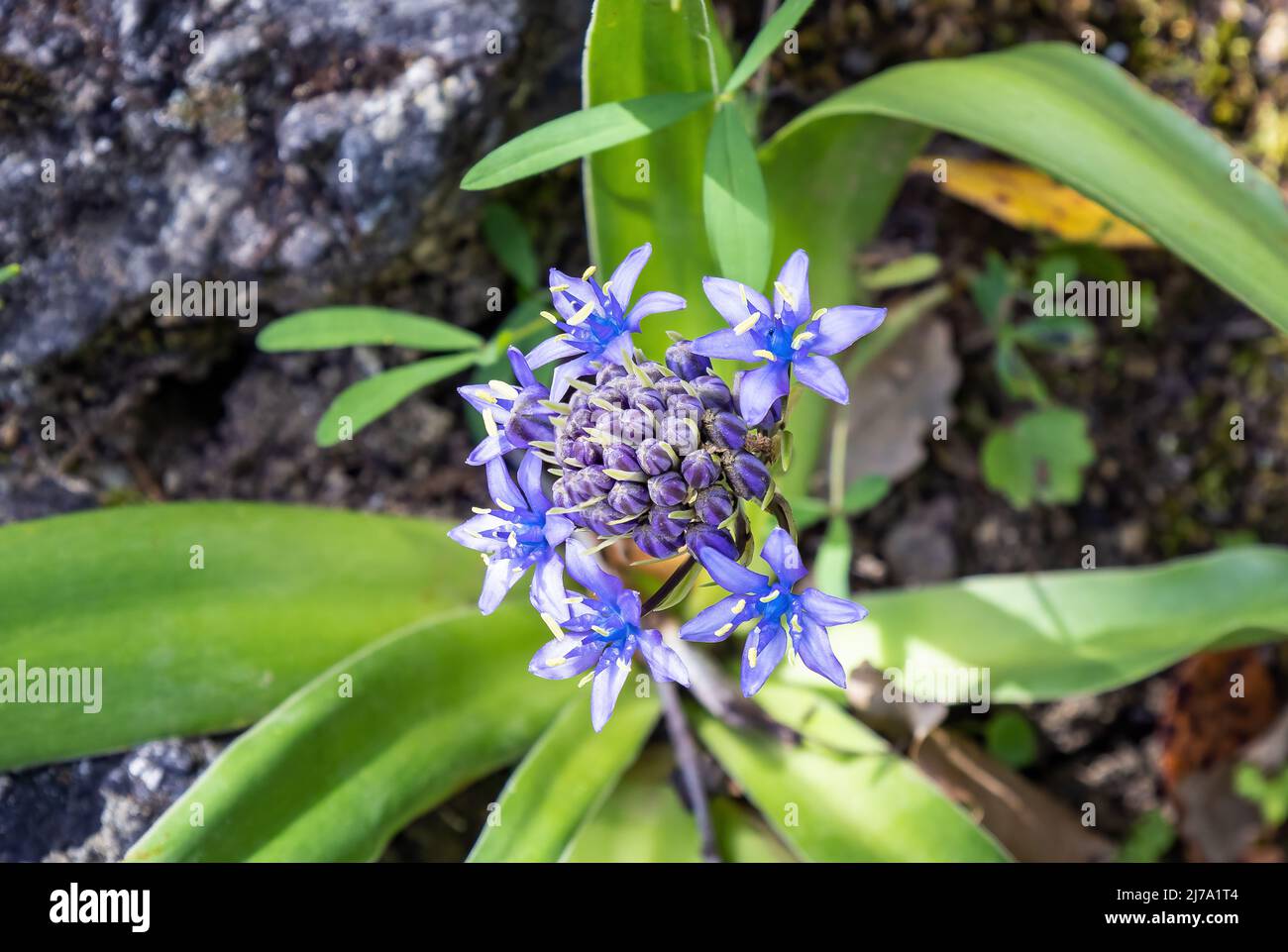 Blue - violet flowers of Oncostema Peruviana, Peruvian jacinth, Scilla peruviana, the Portuguese squill, is a species of Scilla native to the western Stock Photo