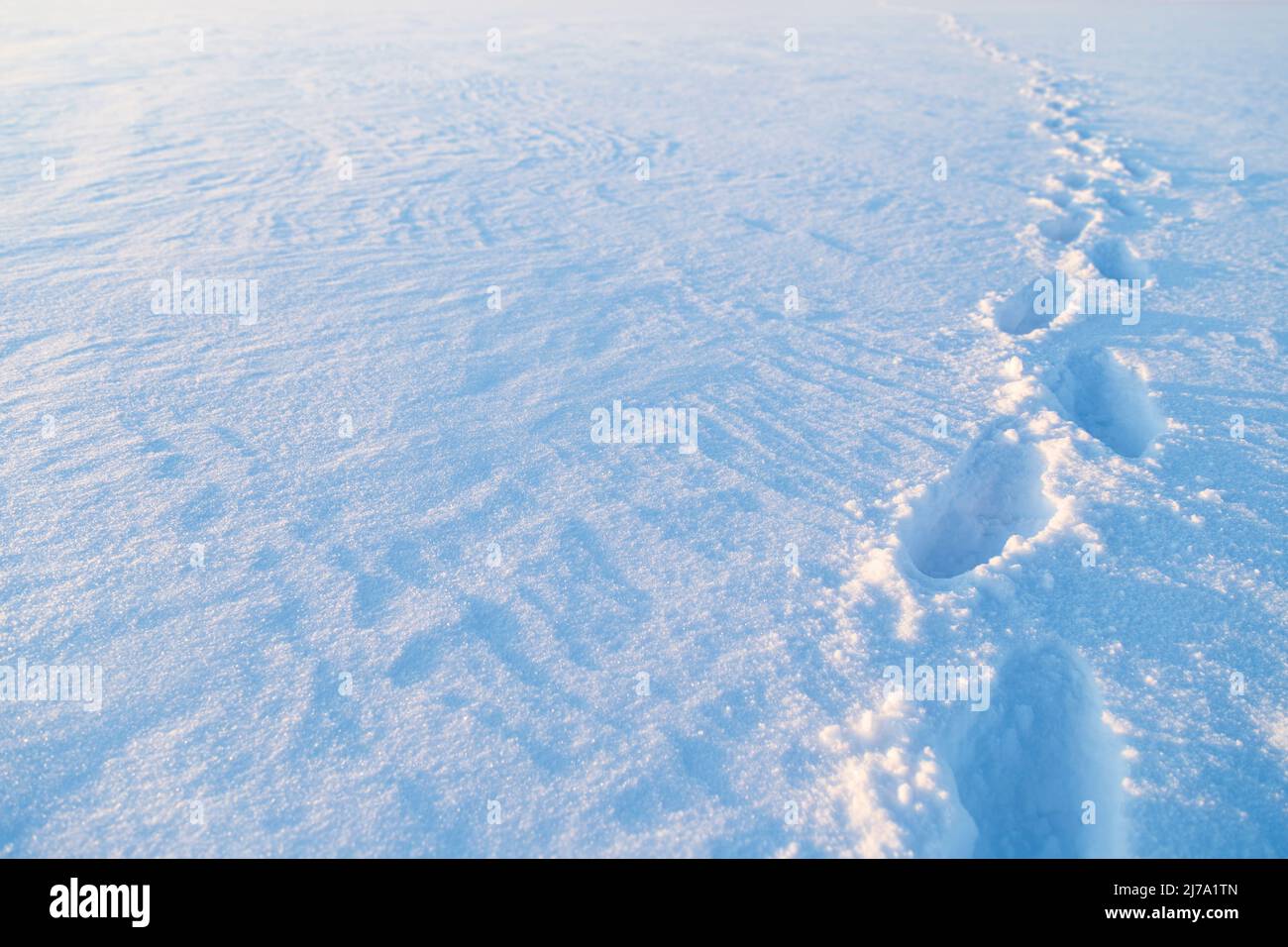 Footsteps on snow. View of footsteps on a frozen and snowy lake in Finland on a sunny day in the winter. Copy space. Focus on the foreground. Stock Photo
