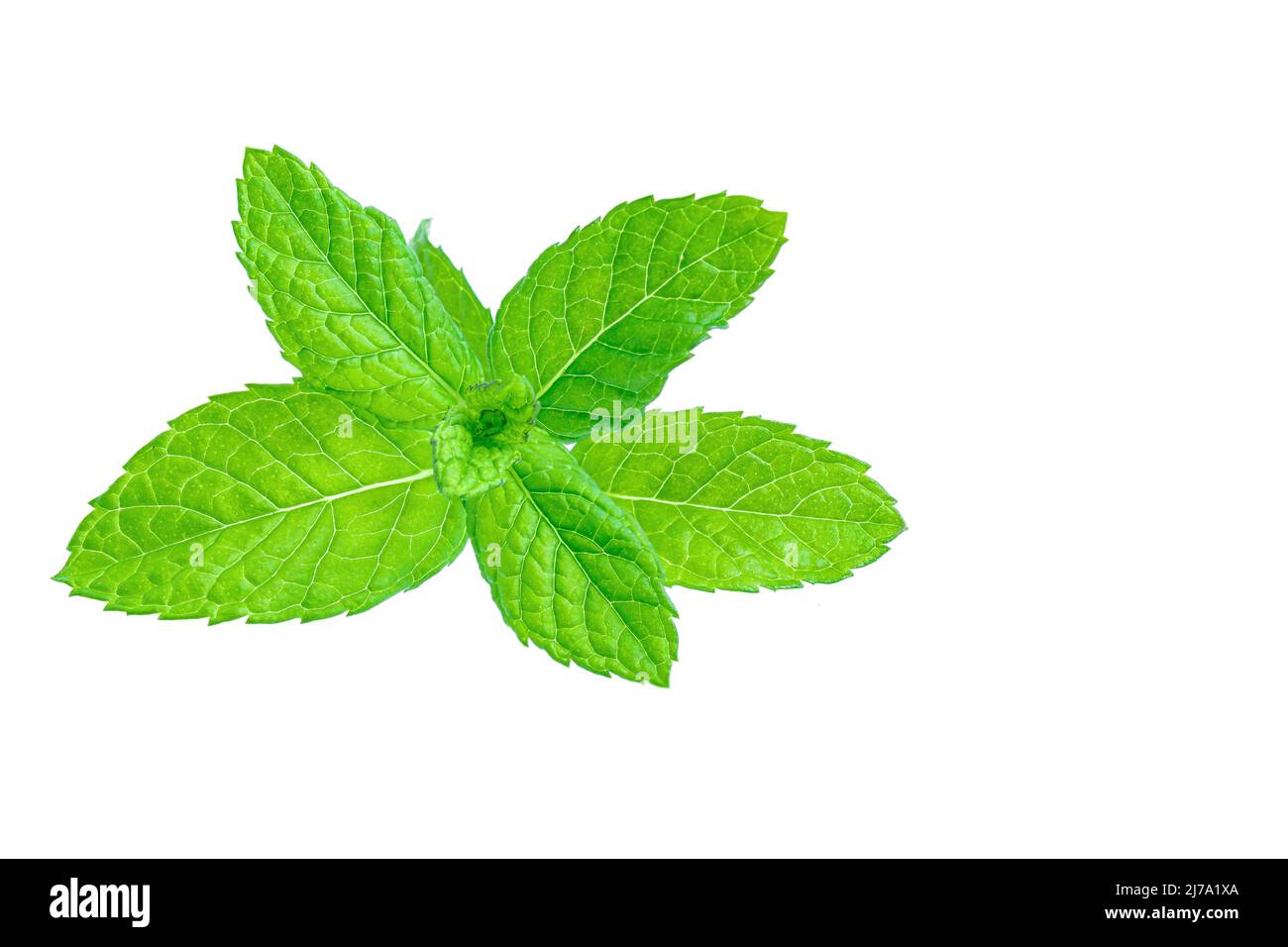 Spearmint, also known as garden mint, common or lamb mint and mackerel mint, is a species of mint, Mentha spicata, native to Europe and southern tempe Stock Photo