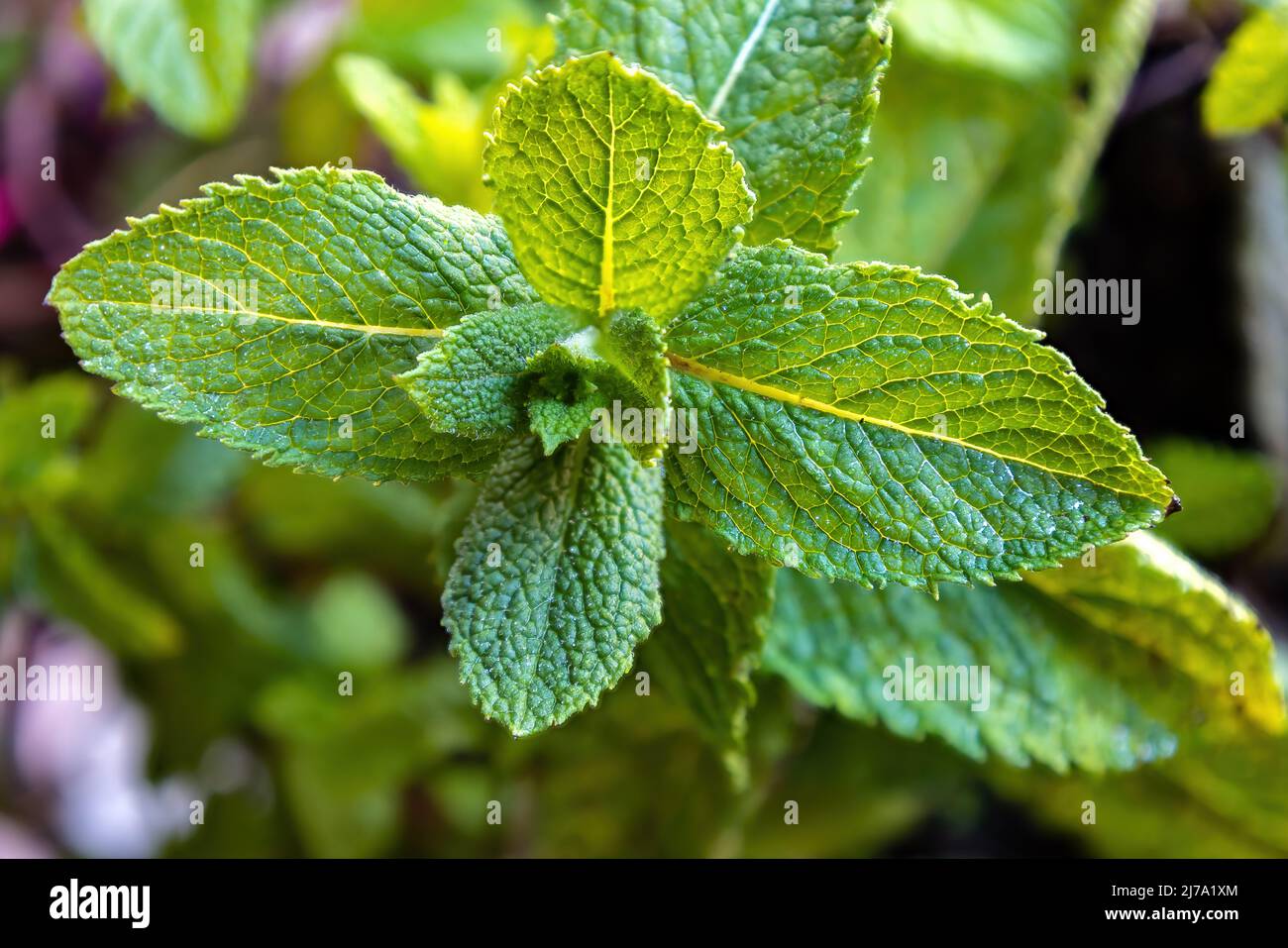 Spearmint, also known as garden mint, common mint, lamb mint and mackerel mint, is a species of mint, Mentha spicata, native to Europe and southern te Stock Photo