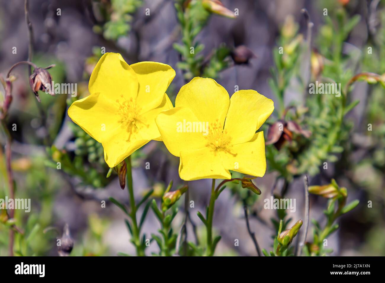 Yellow flowers of Fumana (needle sunrose). It is a small genus of flowering plants in the family Cistaceae. Fumana ericoides (Cav.) Gandg.,  Fumana pr Stock Photo