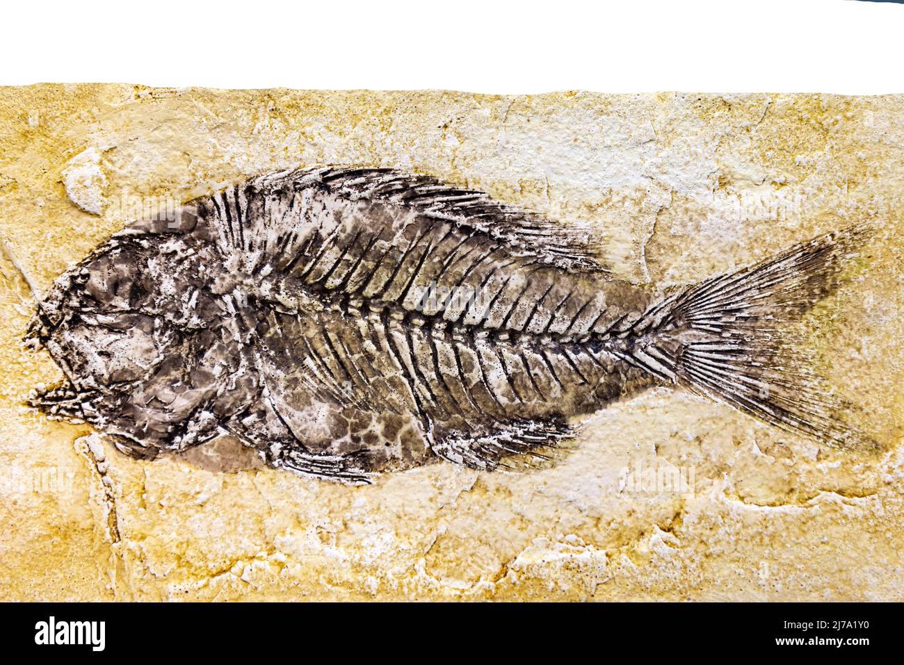 fossil of Sparnodus macrophhthalmus with space for text Stock Photo