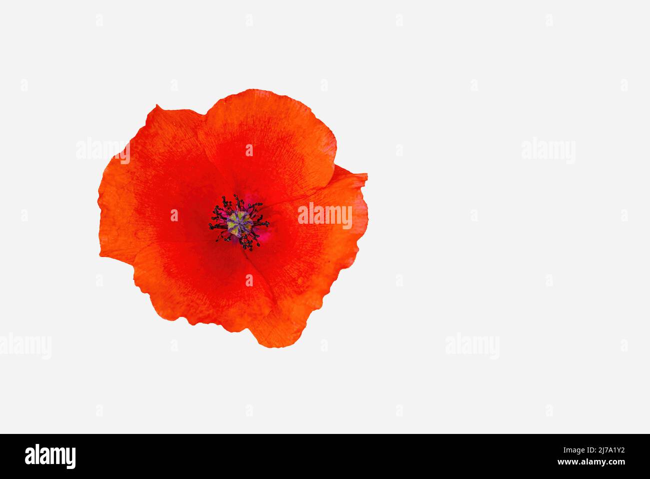 Papaver rhoeas, common names are common or corn poppy, corn rose, field poppy, Flanders poppy, and red poppy, isolated on white background with space Stock Photo