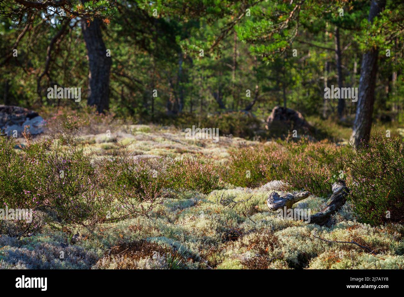 Lichenous ground with common heather in a lush pine tree forest in Åland Islands, Finland, on a sunny day at summer or early autumn. Focus on front. Stock Photo