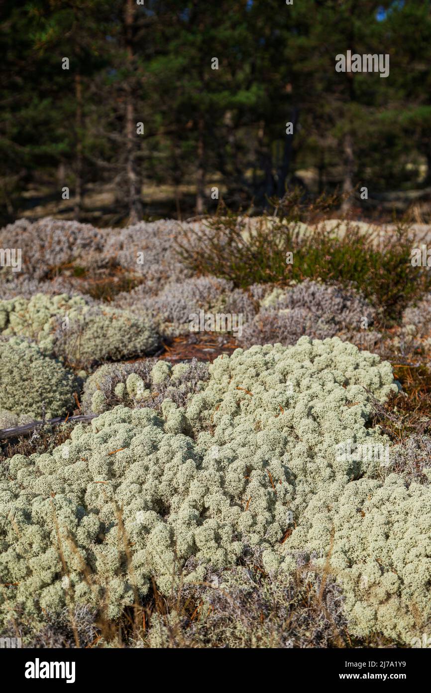 Close-up of reindeer lichen on the ground in a pine tree forest in Åland Islands, Finland, in the summer or early autumn. Focus on the front. Stock Photo