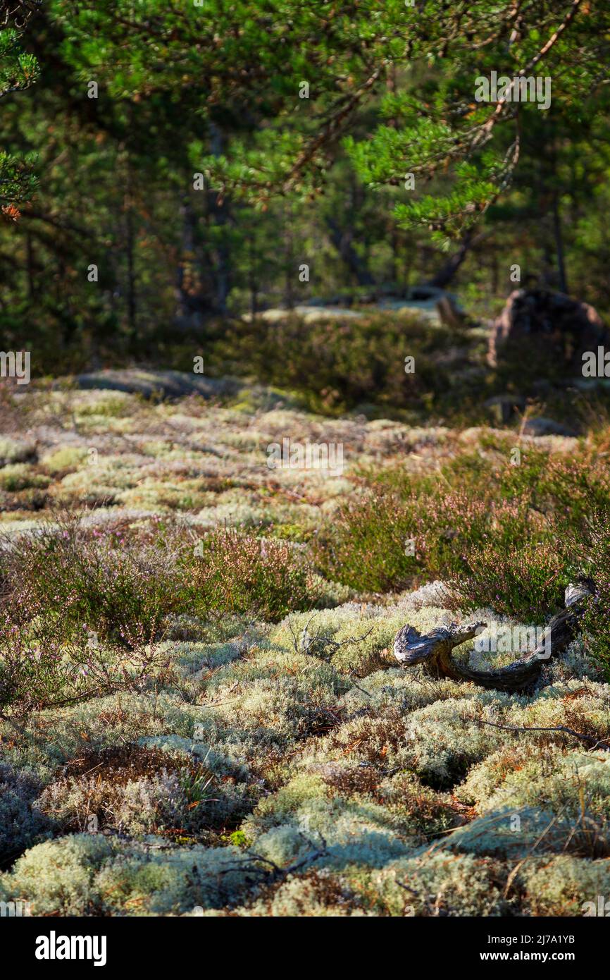 Lichenous ground with common heather in a lush pine tree forest in Åland Islands, Finland, on a sunny day at summer or early autumn. Focus on front. Stock Photo