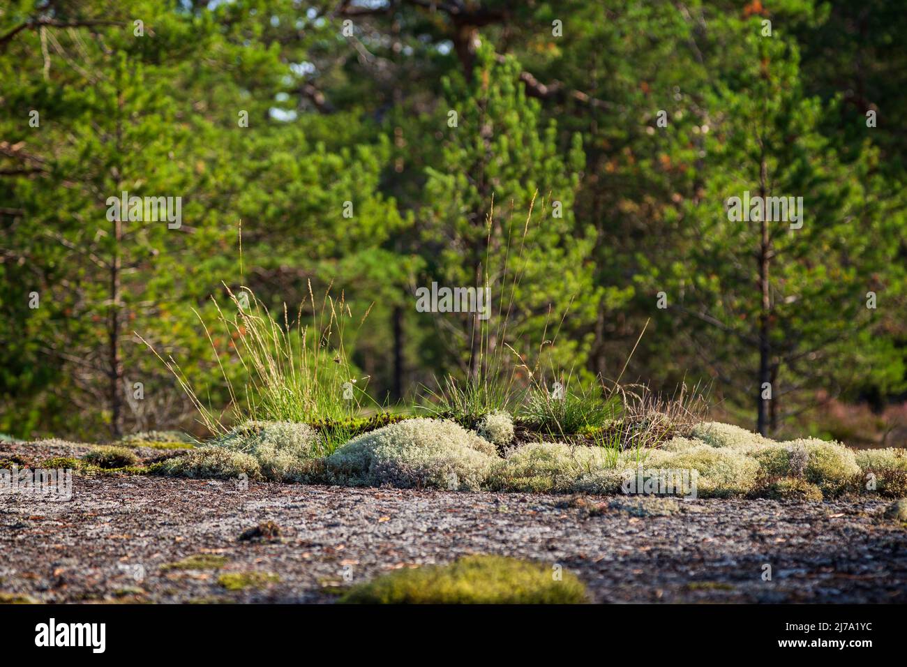 Reindeer lichen and hay plants on rocky ground in a lush pine tree forest in Åland Islands, Finland, on a sunny day in the summer or early autumn. Stock Photo