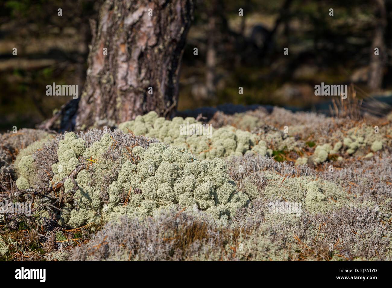 Close-up of reindeer lichen on the ground in a pine tree forest in Åland Islands, Finland, on a sunny day at summer or early autumn. Focus on front. Stock Photo