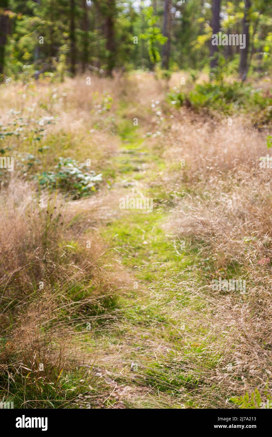 Small footpath in the middle of hays in a lush forest in Åland Islands, Finland, on a sunny day in the summer. Focus on the front, blurred background. Stock Photo