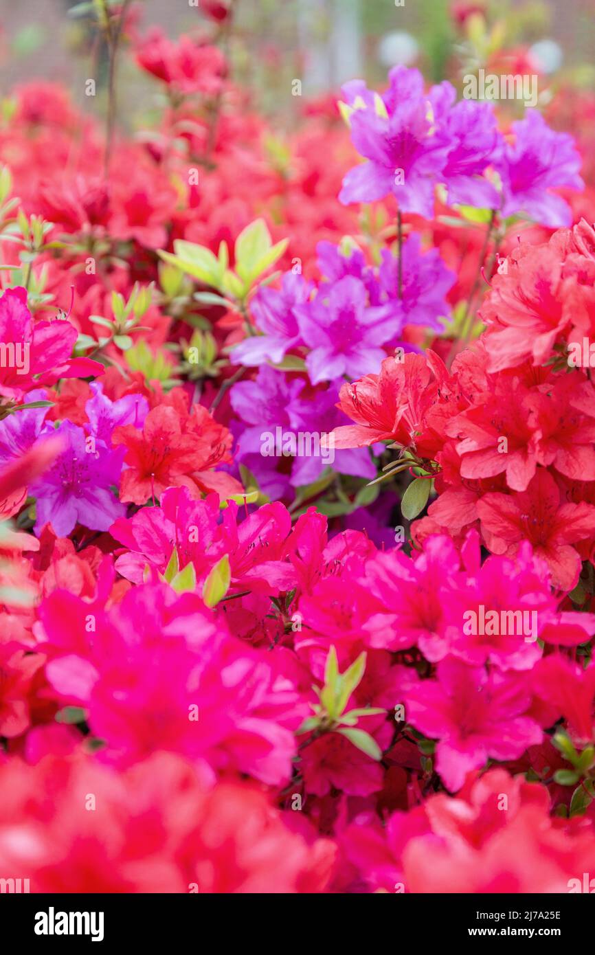 Close-up of colourful and vibrant Azalea flowers blossom in Seoul, South Korea, in the springtime. Stock Photo